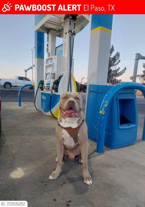 Lost Male Dog last seen Castner Dr, Lee Trevino , El Paso, TX 79907