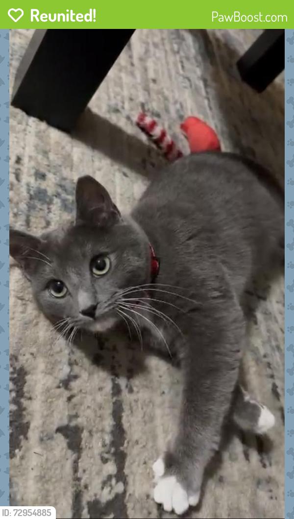 Reunited Male Cat last seen Near Old Vineyards Rd, Winston-Salem, NC 27103