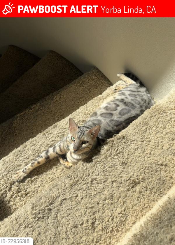 Lost Male Cat last seen camino de bryant , Yorba Linda, CA 92887