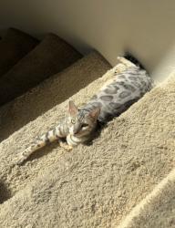 Lost Male Cat last seen camino de bryant , Yorba Linda, CA 92887
