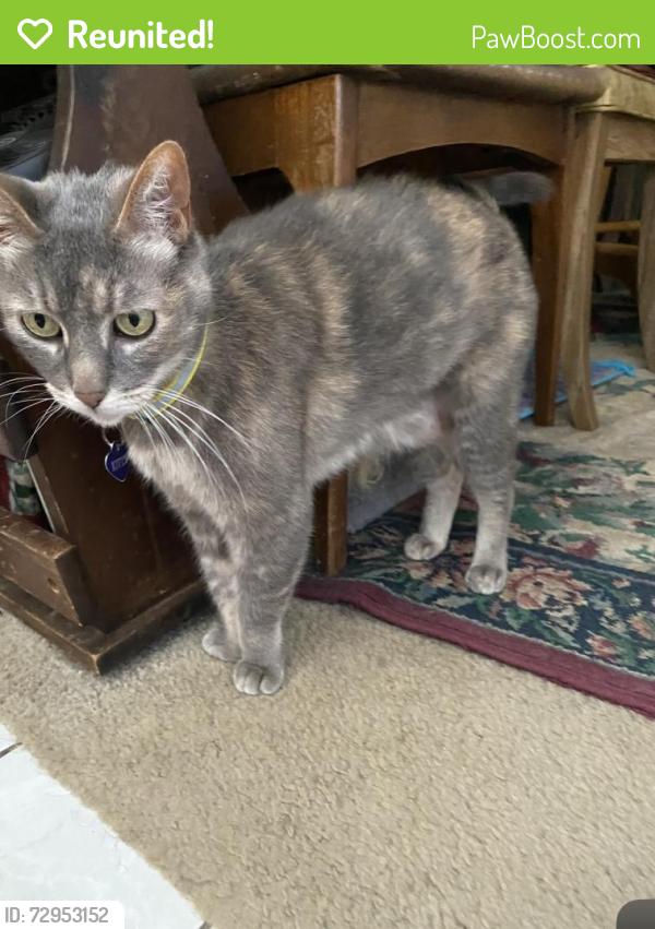 Reunited Female Cat last seen Taylor and Cerulean , Garden Grove, CA 92845