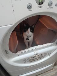 Lost Male Cat last seen Starkey Ranch, Odessa, FL 33556