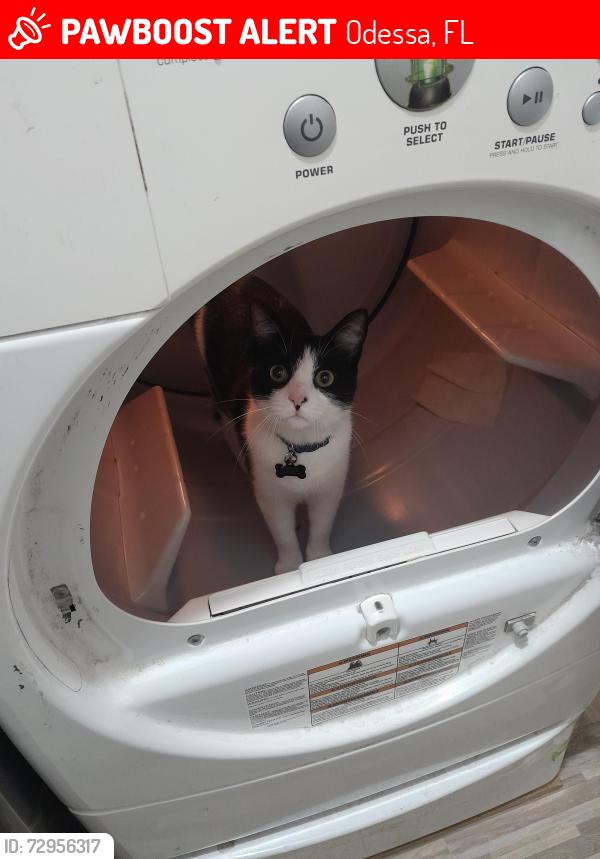 Lost Male Cat last seen Starkey Ranch, Odessa, FL 33556