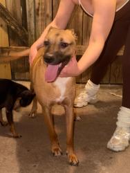 Reunited Female Dog last seen Nearby Address: 4624-4686 Spring Cypress Rd, Spring, TX 77388, Spring, TX 77379