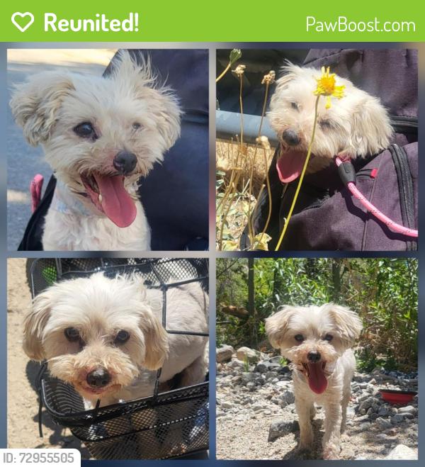 Reunited Female Dog last seen Mt. Emma Little Rock Damn area , Palmdale, CA 93552