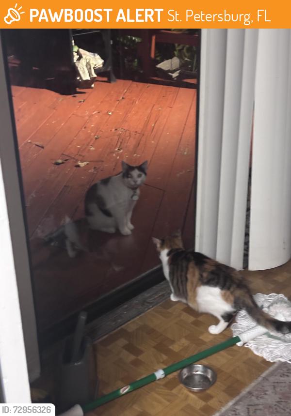 Found/Stray Male Cat last seen 63rd st. And 5th ave., St. Petersburg, FL 33710