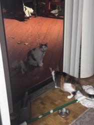 Found/Stray Male Cat last seen 63rd st. And 5th ave., St. Petersburg, FL 33710