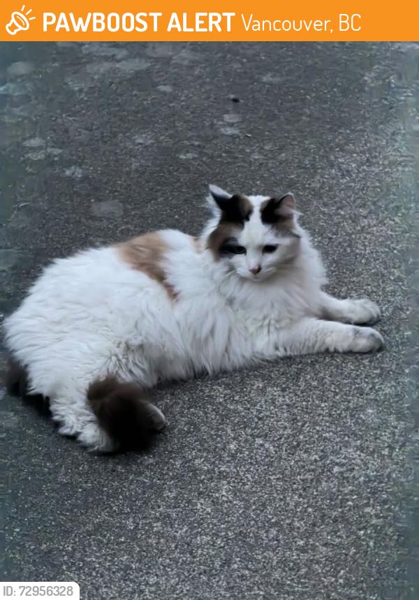 Found/Stray Unknown Cat last seen 53rd and prince Edward at , Vancouver, BC 