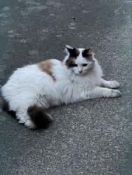 Found/Stray Unknown Cat last seen 53rd and prince Edward at , Vancouver, BC 