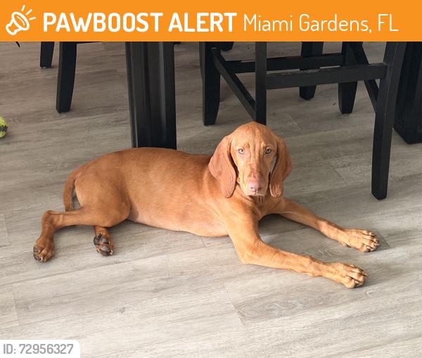 Found/Stray Female Dog last seen Near ne 14th ave 33179, Miami Gardens, FL 33179