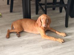 Found/Stray Female Dog last seen Near ne 14th ave 33179, Miami Gardens, FL 33179