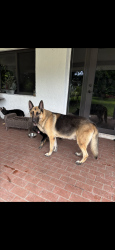 Lost Male Dog last seen near tacos frescos krome ave , Miami, FL 33196