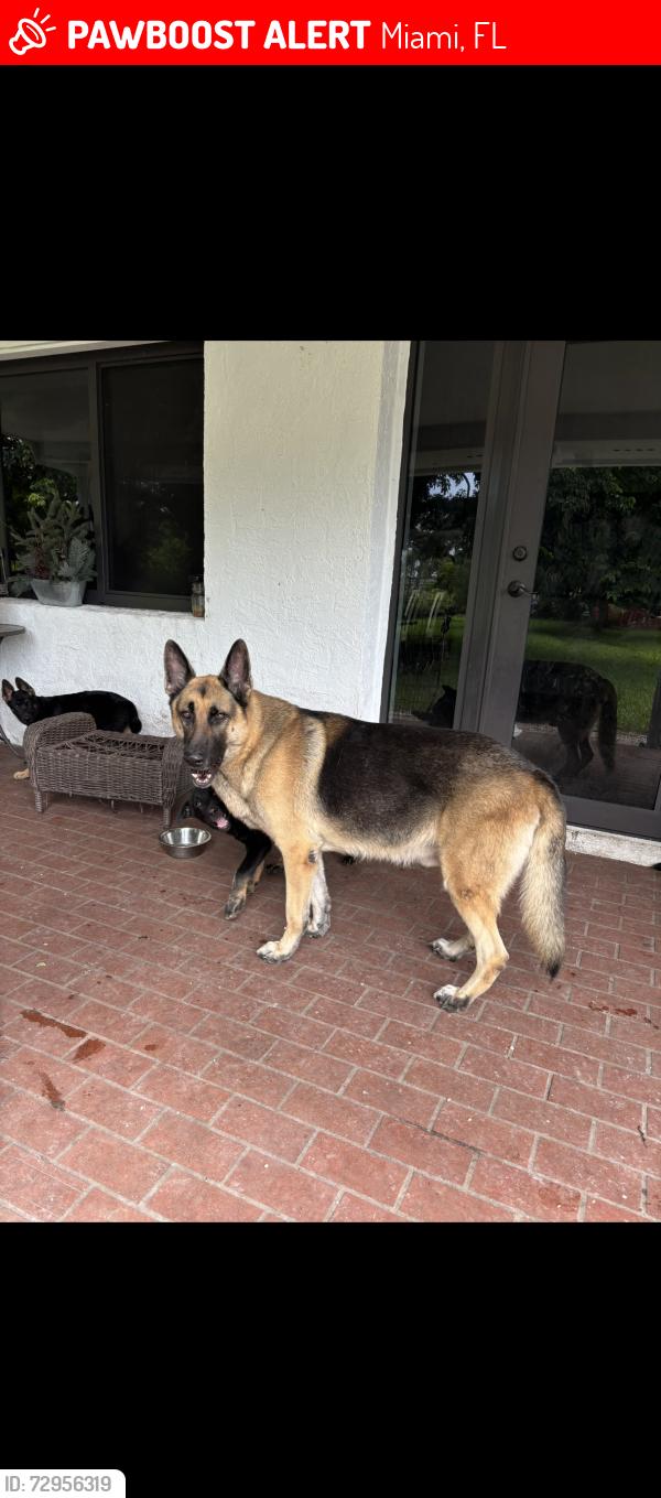 Lost Male Dog last seen near tacos frescos krome ave , Miami, FL 33196