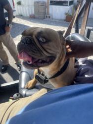 Reunited Male Dog last seen Desert Hot Springs, CA, USA, Desert Hot Springs, CA 92240