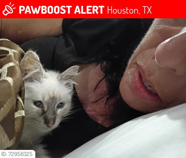 Lost Female Cat last seen Ella and Barren Springs, Houston, TX 77090