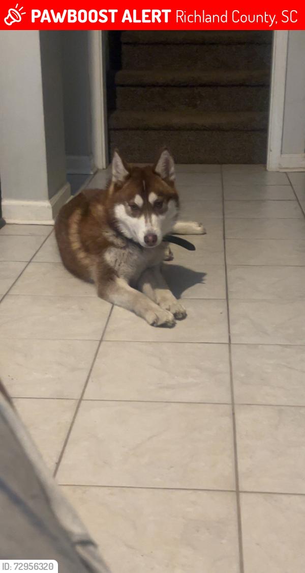 Lost Female Dog last seen Brookforest drive , Richland County, SC 29016
