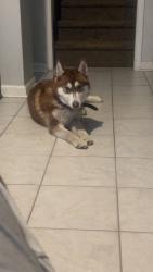 Lost Female Dog last seen Brookforest drive , Richland County, SC 29016