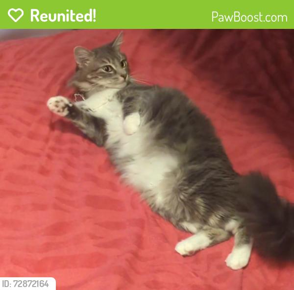 Reunited Female Cat last seen Hatch Rd, and Ustick Rd., Modesto, CA 95358