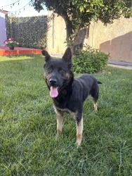 Found/Stray Female Dog last seen S Mayo Ave and E Laurel St , Compton, CA 90221
