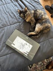 Lost Female Cat last seen Near Valmont st, Los Angeles, CA 91042