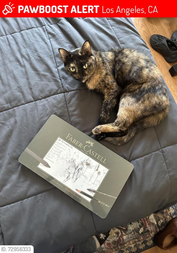 Lost Female Cat last seen Near Valmont st, Los Angeles, CA 91042