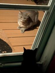 Found/Stray Unknown Cat last seen Near NE Juniper Ave Vancouver WA, Vancouver, WA 98684