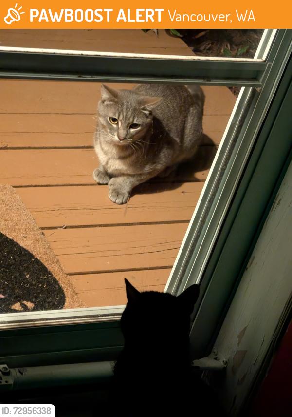 Found/Stray Unknown Cat last seen Near NE Juniper Ave Vancouver WA, Vancouver, WA 98684