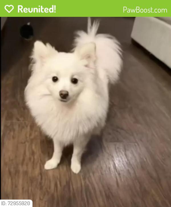 Reunited Female Dog last seen Lake Stevens , Lake Stevens, WA 98258