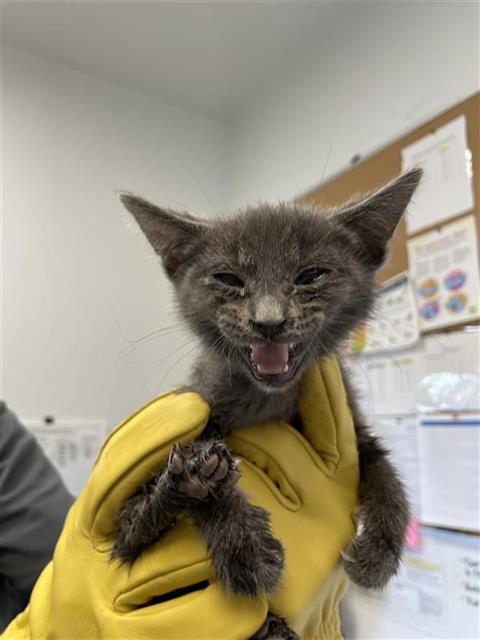 Shelter Stray Male Cat last seen Near BLOCK E CLINTON AVE, FRESNO CA 93703, Fresno, CA 93727