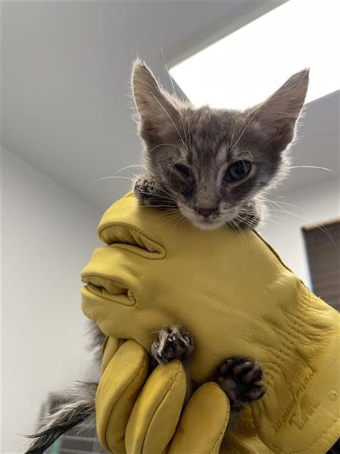 Shelter Stray Female Cat last seen Near BLOCK E CLINTON AVE, FRESNO CA 93703, Fresno, CA 93727