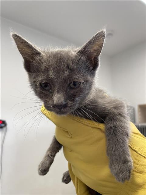 Shelter Stray Female Cat last seen Near BLOCK E CLINTON AVE, FRESNO CA 93703, Fresno, CA 93727