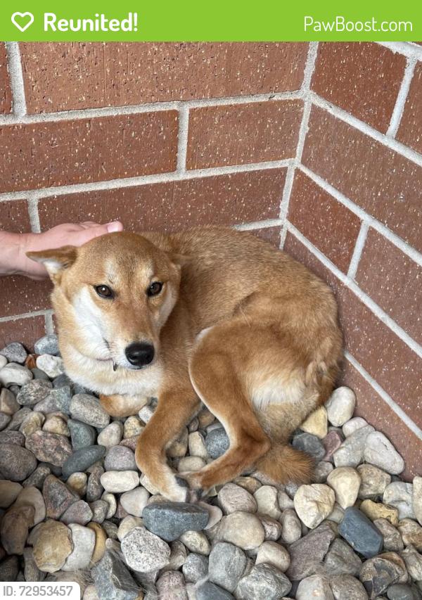 Reunited Male Dog last seen Near jenny gulch , Rapid City, SD 57702