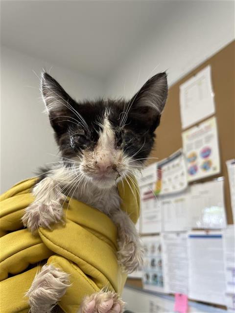 Shelter Stray Male Cat last seen Near BLOCK E CLINTON AVE, FRESNO CA 93703, Fresno, CA 93727