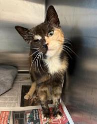Shelter Stray Female Cat last seen , Los Angeles, CA 90031
