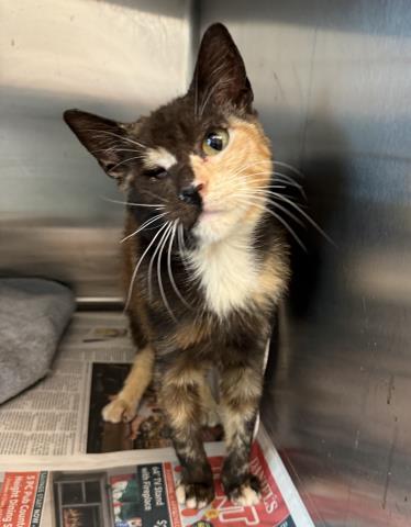 Shelter Stray Female Cat last seen , Los Angeles, CA 90031