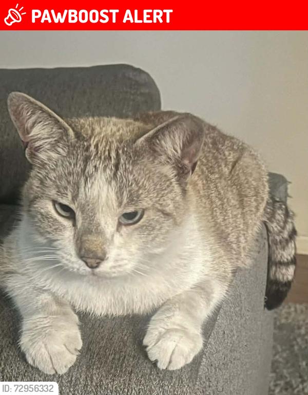 Lost Male Cat last seen 3rd Terrace Hallandale, Hallandale Beach, FL 33009