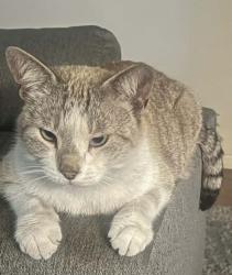Lost Male Cat last seen 3rd Terrace Hallandale, Hallandale Beach, FL 33009