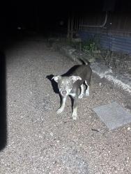 Found/Stray Female Dog last seen Pecan drive and Georgian drive, Austin, TX 78753