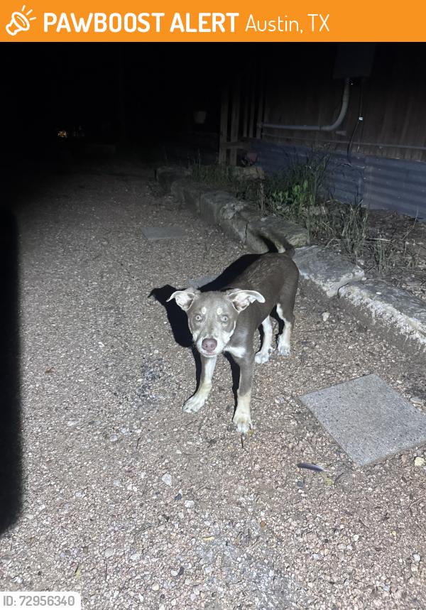 Found/Stray Female Dog last seen Pecan drive and Georgian drive, Austin, TX 78753
