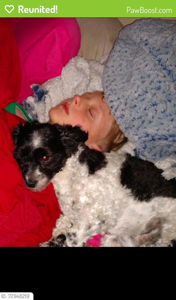 Reunited Female Dog last seen Near Fairfield AND GENTILE , Layton, UT 84041