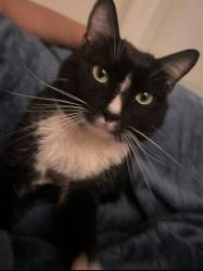 Lost Male Cat last seen Arrow RTE and foothill blvd , Rancho Cucamonga, CA 91730