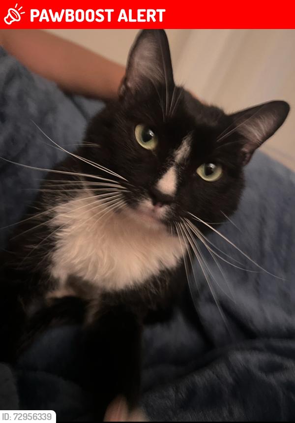 Lost Male Cat last seen Arrow RTE and foothill blvd , Rancho Cucamonga, CA 91730