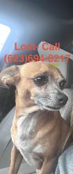 Lost Male Dog last seen 71st ave and broadway rd, Estrella Village, AZ 85043