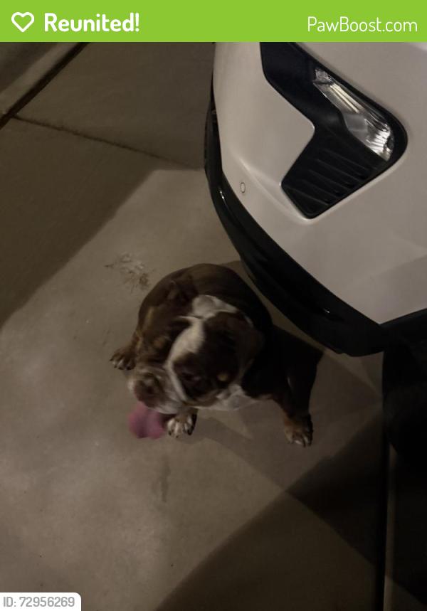 Reunited Unknown Dog last seen Near W Windmill Ln, Las Vegas, NV 89113, USA, Las Vegas, NV 89113