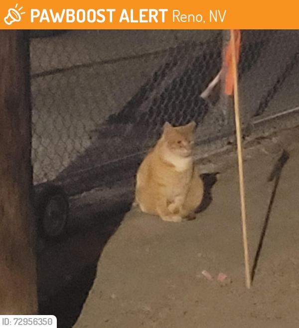 Found/Stray Unknown Cat last seen Flynn Law Group, Reno, NV 89501