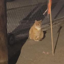 Found/Stray Unknown Cat last seen Flynn Law Group, Reno, NV 89501