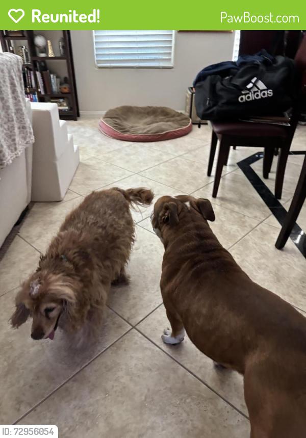 Reunited Male Dog last seen South Jones and Robindale, Enterprise, NV 89139