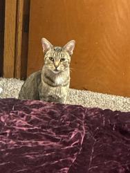 Lost Female Cat last seen apmts behind Mr. Storage-Toledo S. Detroit Ave, Toledo, OH 43614
