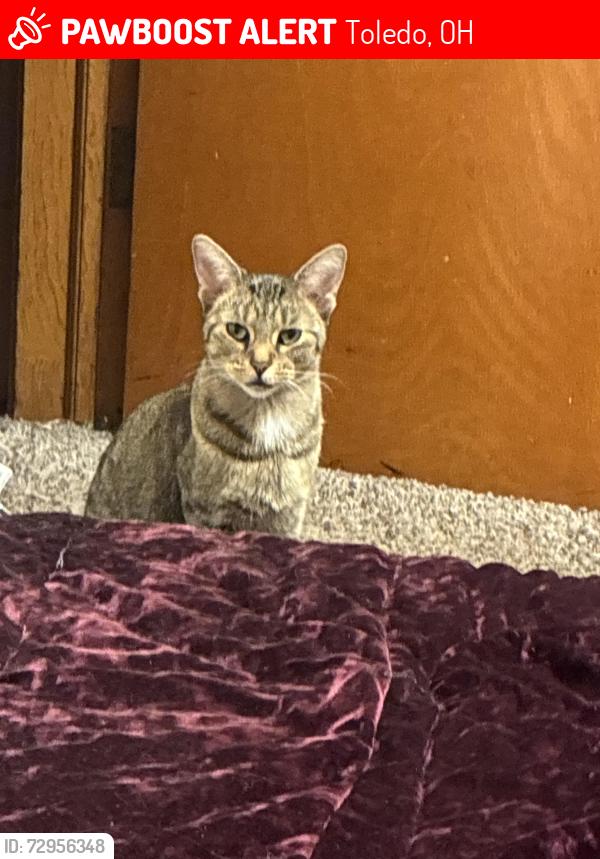 Lost Female Cat last seen apmts behind Mr. Storage-Toledo S. Detroit Ave, Toledo, OH 43614