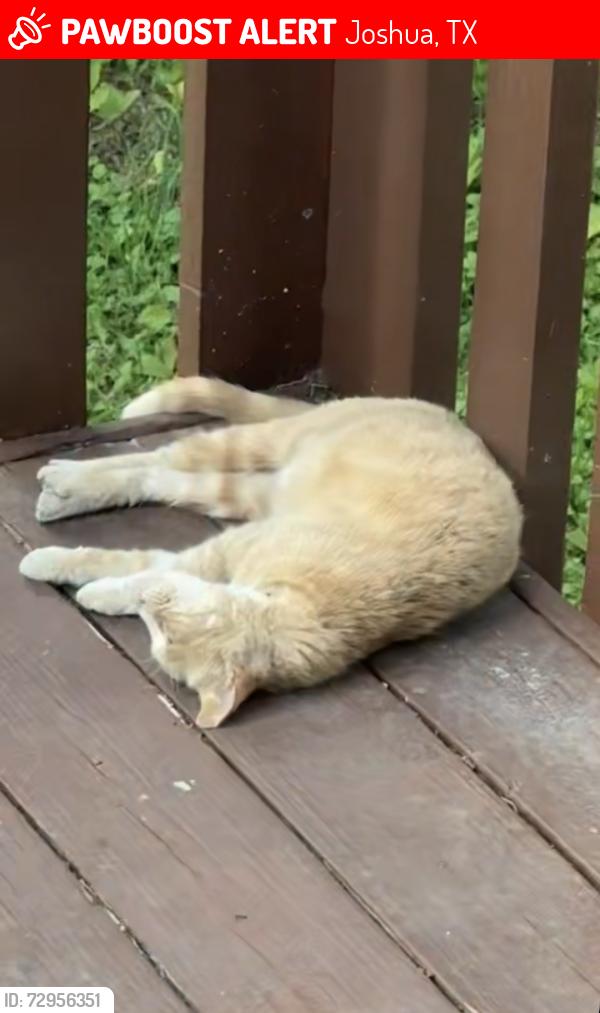 Lost Female Cat last seen Near N Broadway St Joshua Tx, Joshua, TX 76058